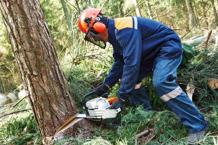 Lemaire Élagage Abattage à Milly-la-Forêt 91 Essonne Lemaire Élagage Abattage à Milly-la-Forêt 91 Essonne